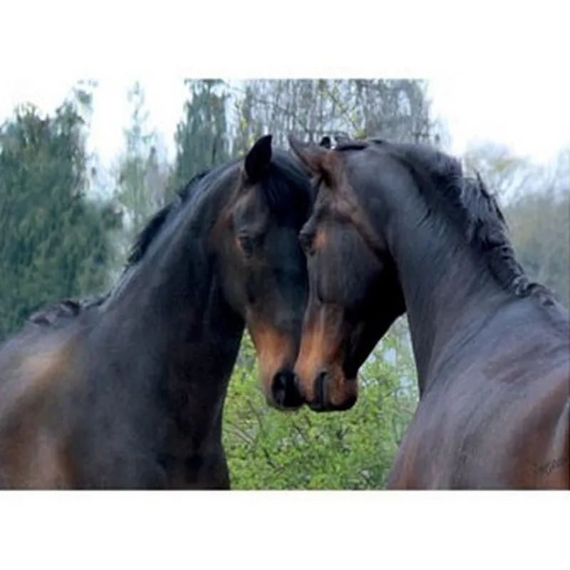 Kevin Milner Countryside Card - Mirrored Horse